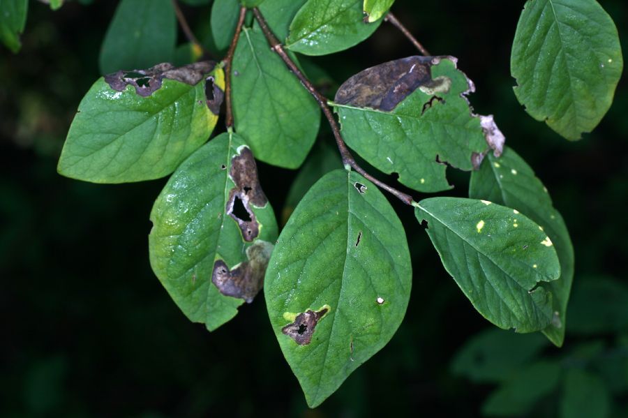 Thymelaeaceae Dirca palustris