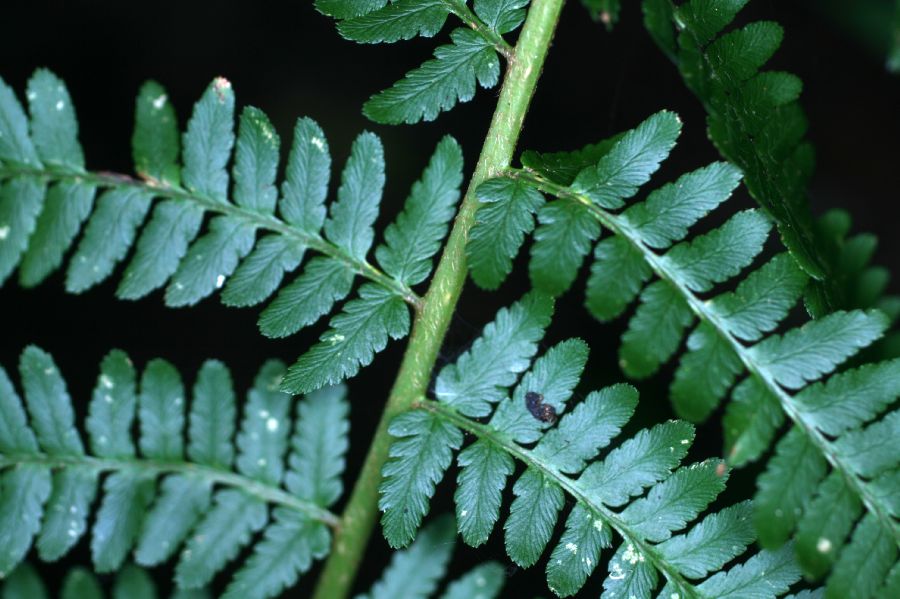 Dryopteridaceae Dryopteris filix-mas