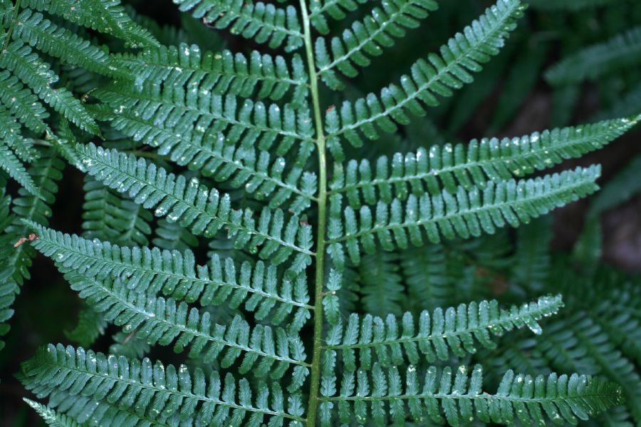 Dryopteridaceae Dryopteris filix-mas