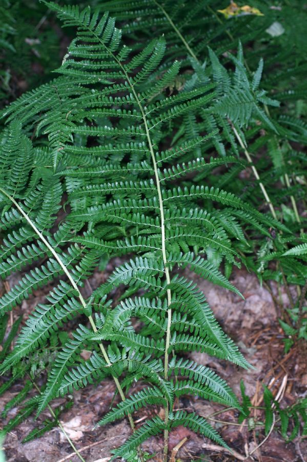 Dryopteridaceae Dryopteris filix-mas