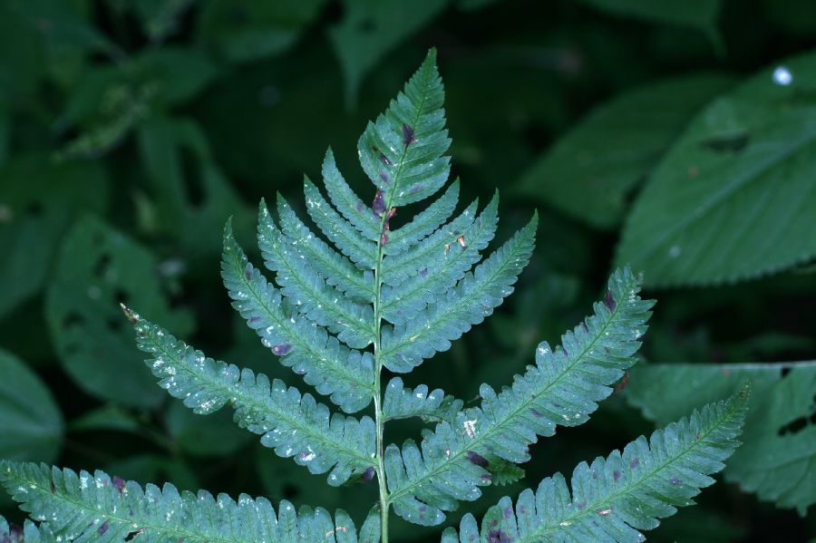 Dryopteridaceae Dryopteris goldiana