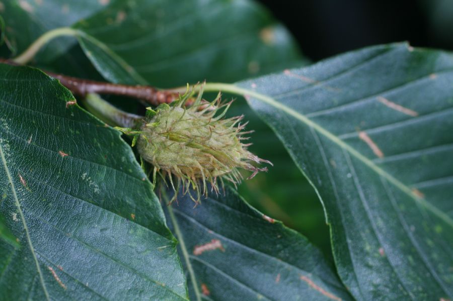 Fagaceae Fagus grandifolia