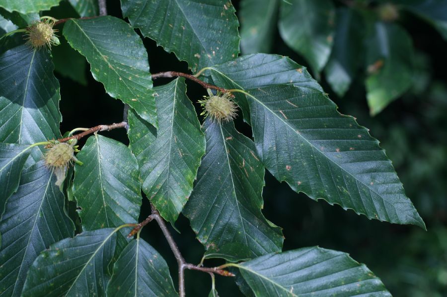 Fagaceae Fagus grandifolia