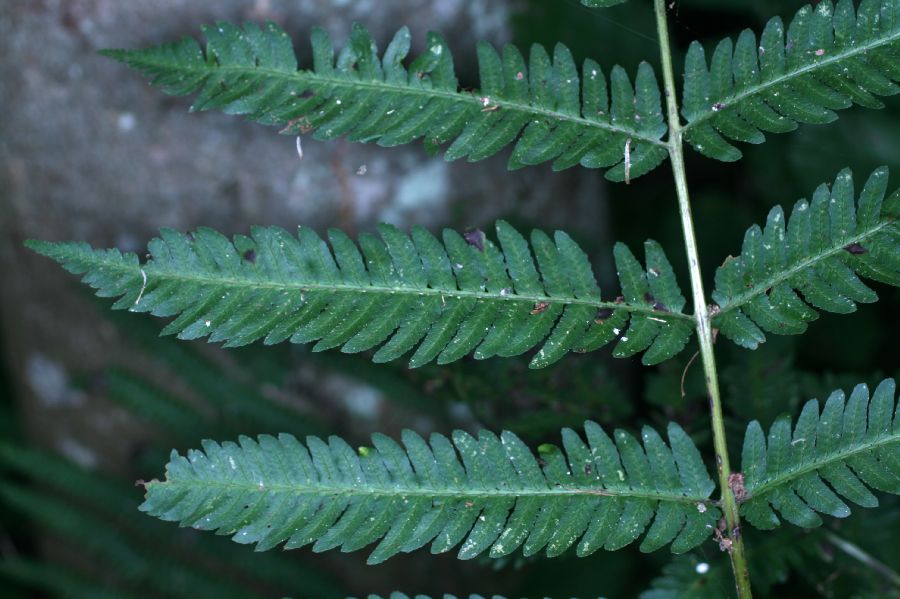 Dryopteridaceae Dryopteris goldiana