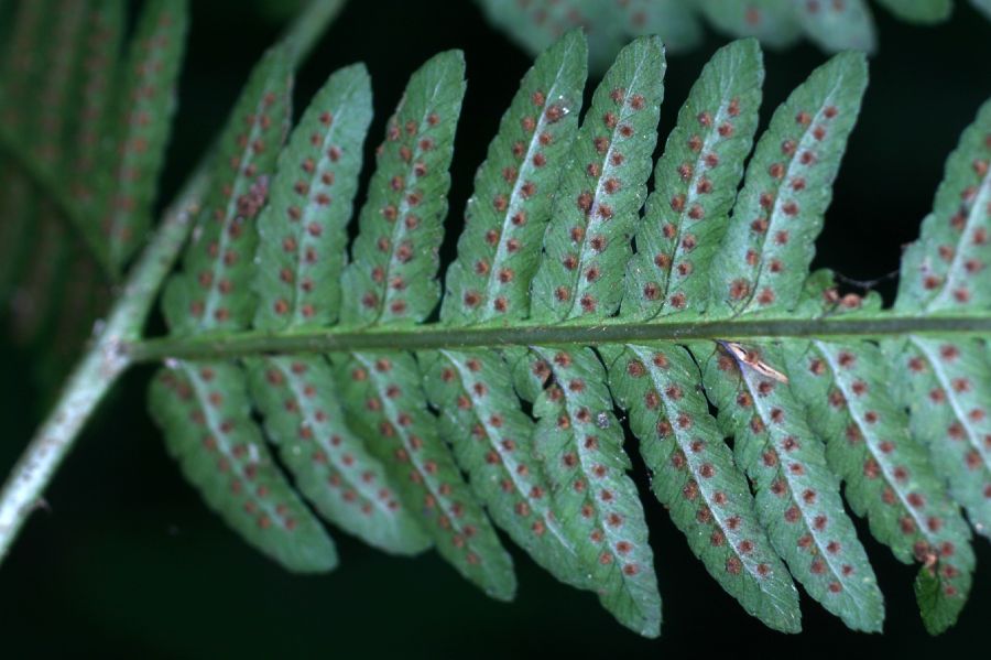 Dryopteridaceae Dryopteris goldiana