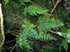 image of Asplenium fragrans