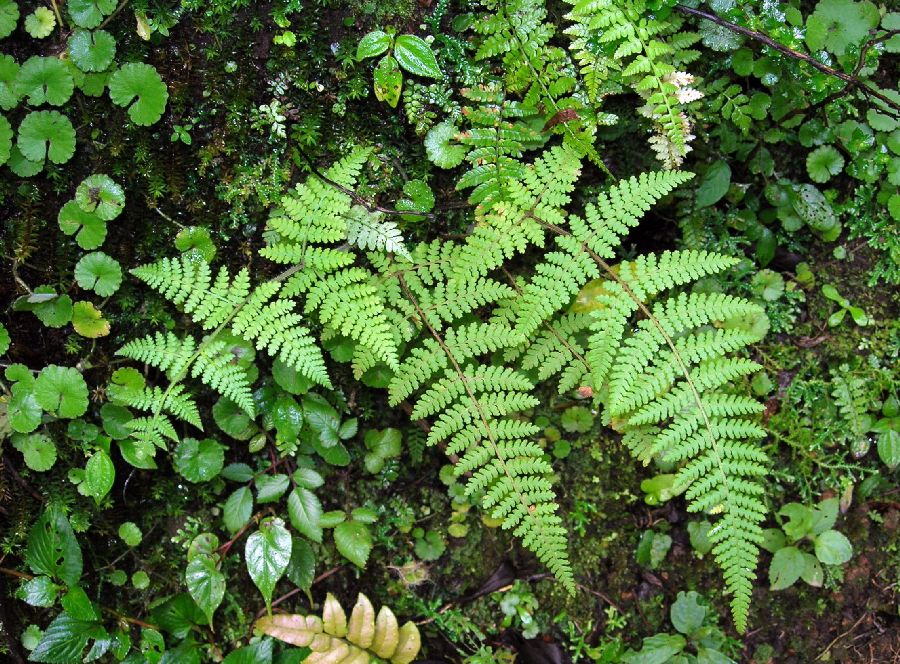 Dennstaedtiaceae Hypolepis rugosula