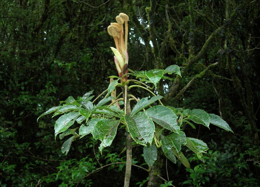 Araliaceae Schefflera 