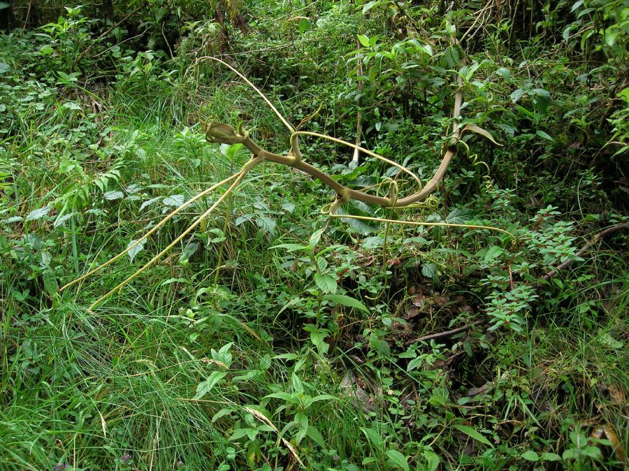 Smilacaceae Smilax 