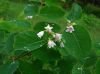 image of Apocynum androsaemifolium