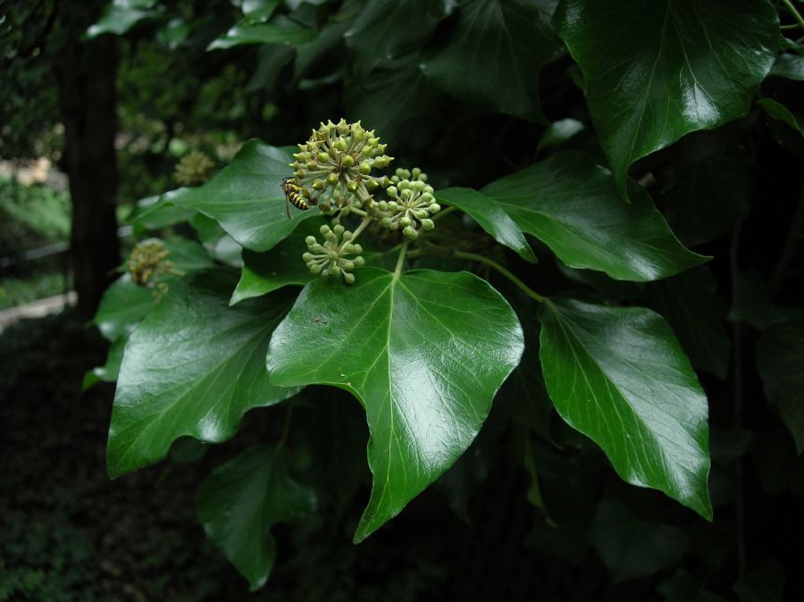 Araliaceae Hedera helix