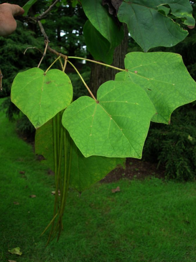 Bignoniaceae Catalpa ovata