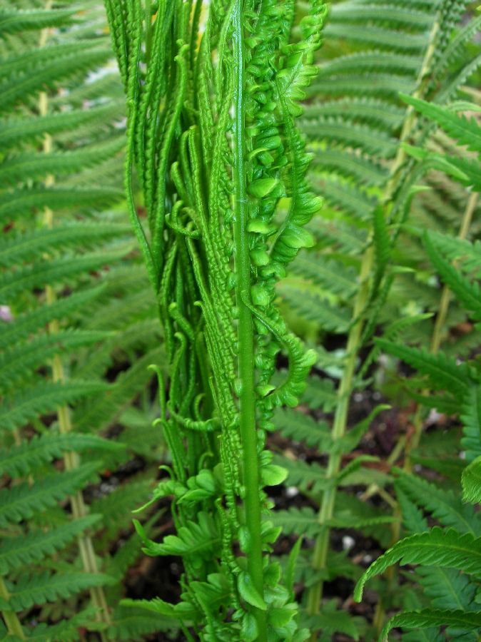 Onocleaceae Matteuccia struthiopteris