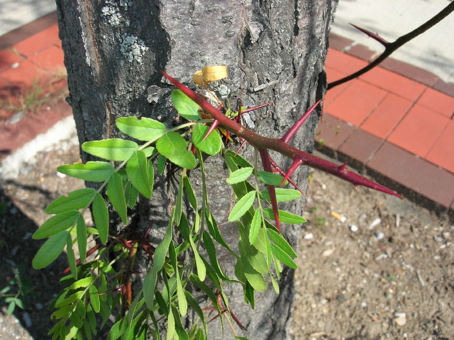 Fabaceae Gleditsia triacanthos