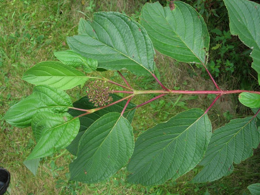 Cornaceae Cornus stolonifera