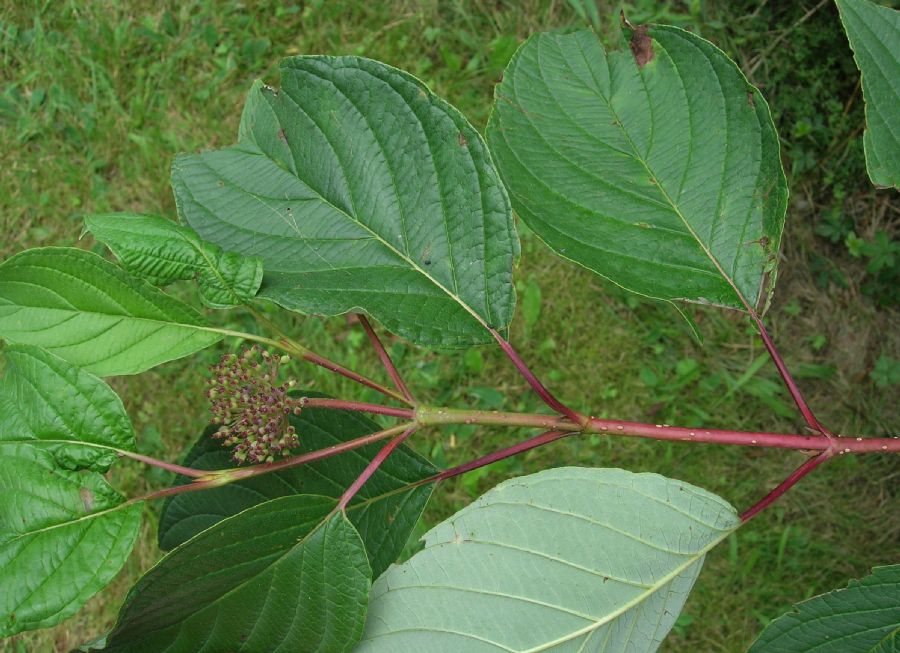 Cornaceae Cornus stolonifera