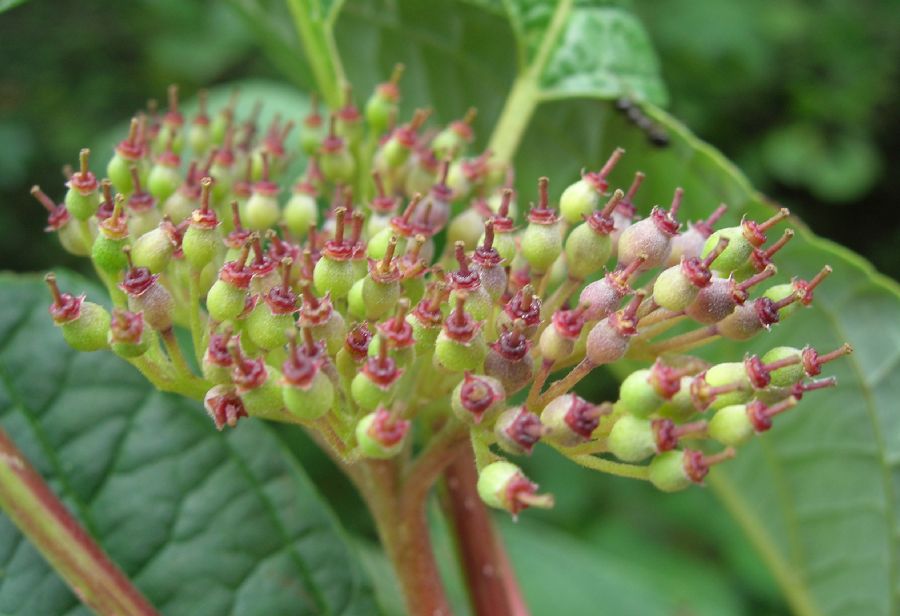 Cornaceae Cornus stolonifera