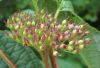 image of Cornus stolonifera