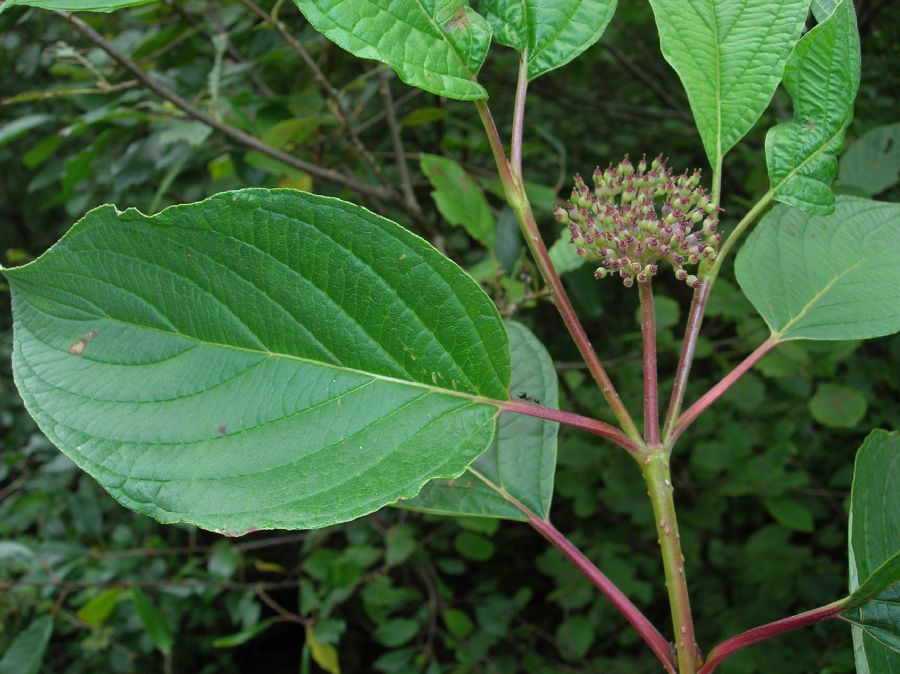 Cornaceae Cornus stolonifera