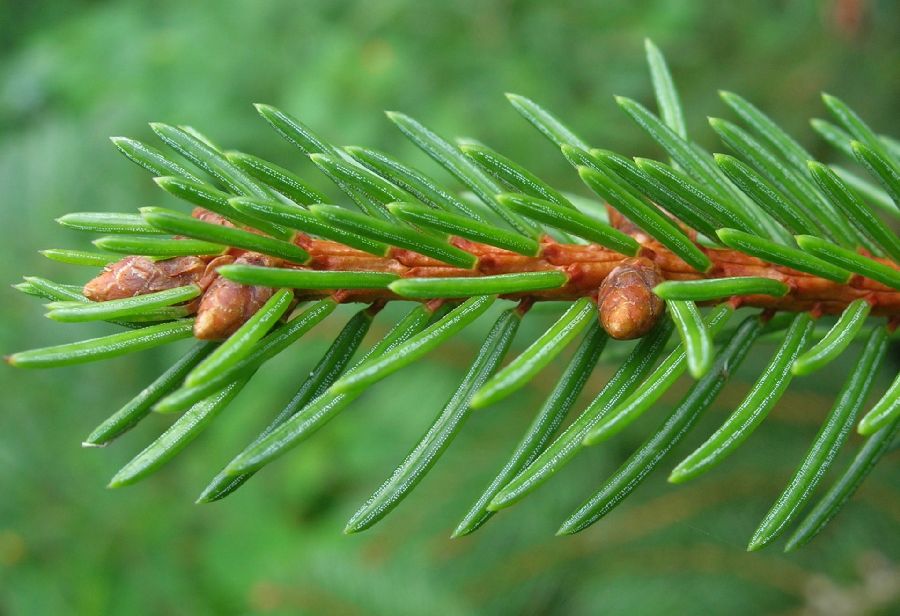 Pinaceae Picea glauca