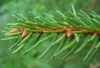 image of Picea glauca