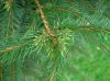 image of Picea glauca