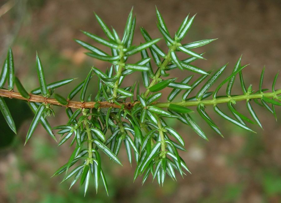 Cupressaceae Juniperus communis