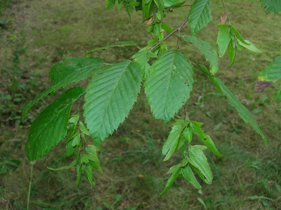 Betulaceae Carpinus caroliniana