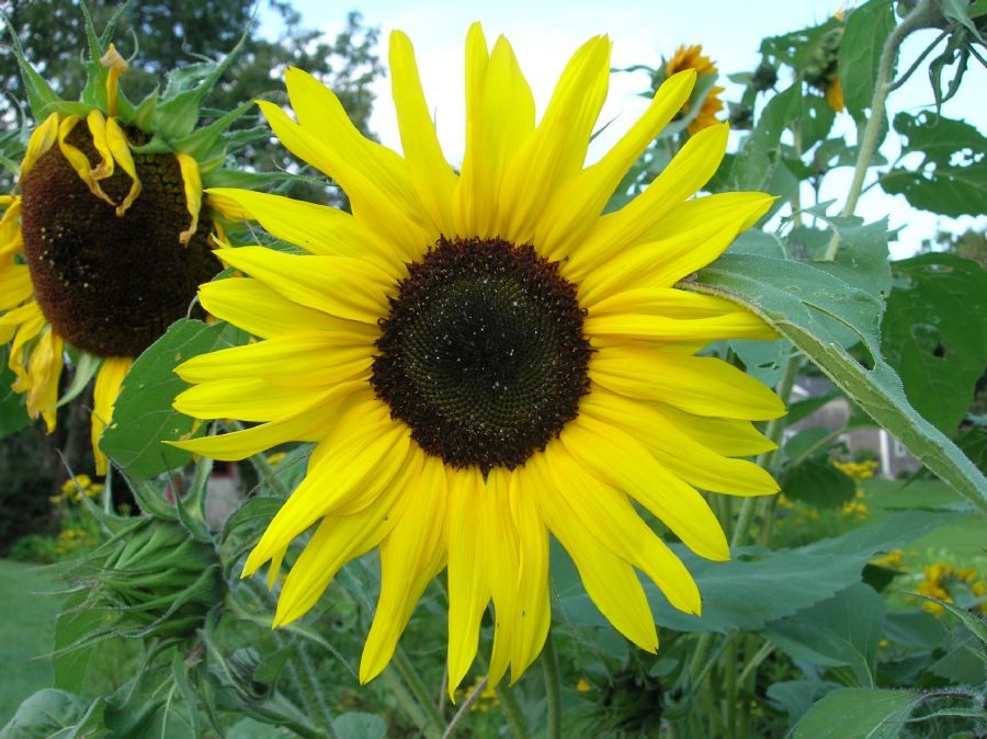 Asteraceae Helianthus annuus