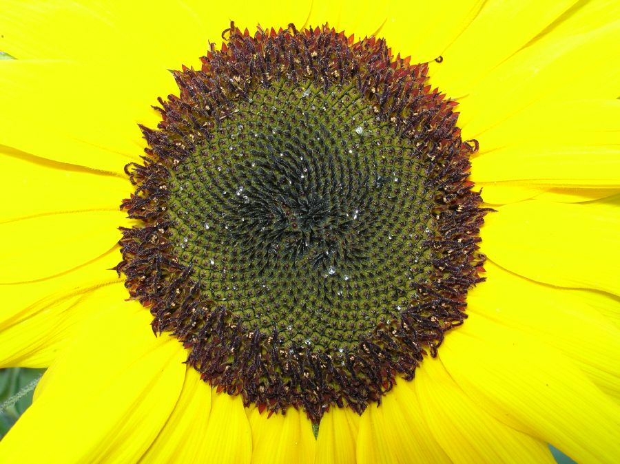 Asteraceae Helianthus annuus