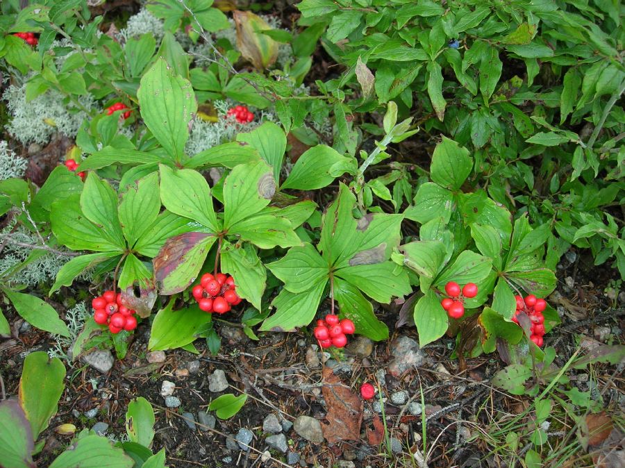 Cornaceae Cornus canadensis
