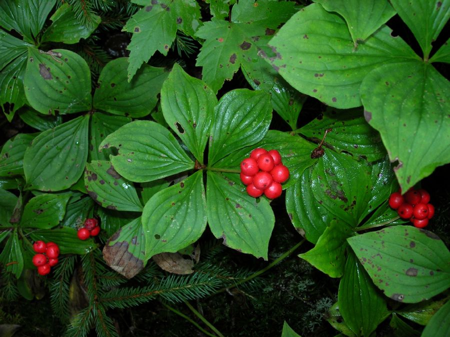 Cornaceae Cornus canadensis