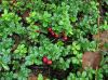 image of Arctostaphylos ursa-uvi