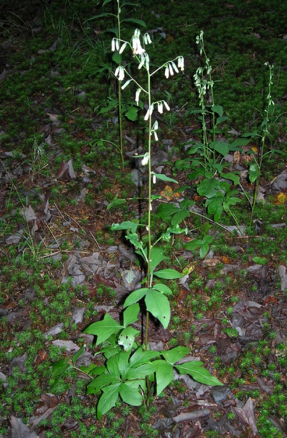 Asteraceae Prenanthes altissima