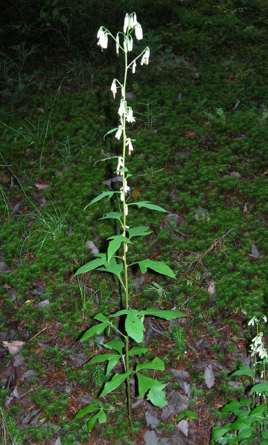 Asteraceae Prenanthes altissima