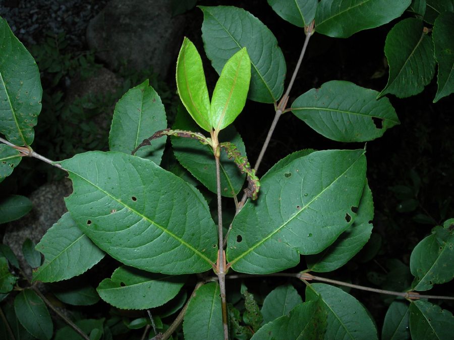 Adoxaceae Viburnum nudum