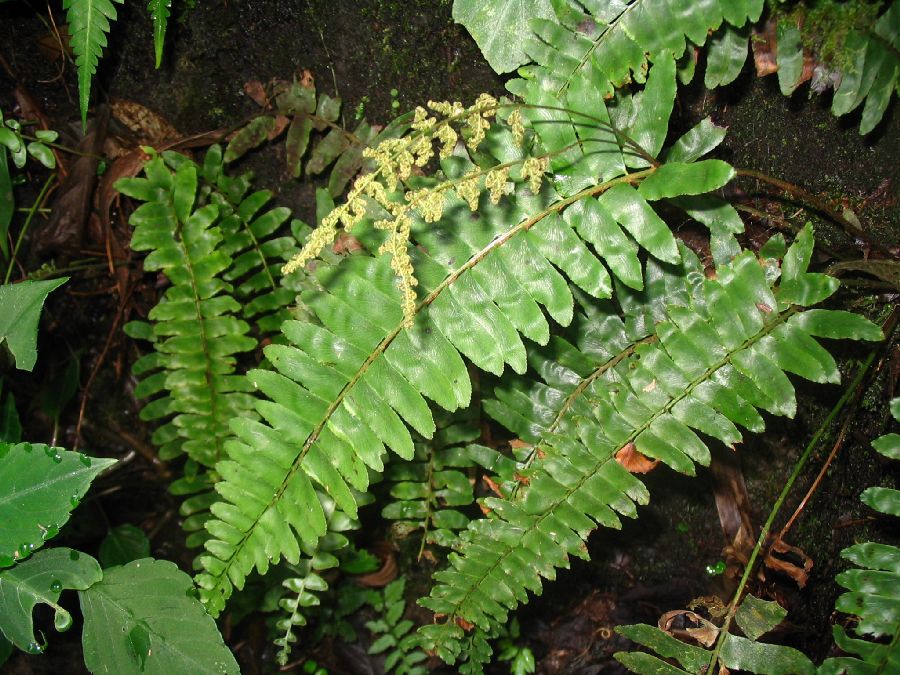 Anemiaceae Anemia mandioccana