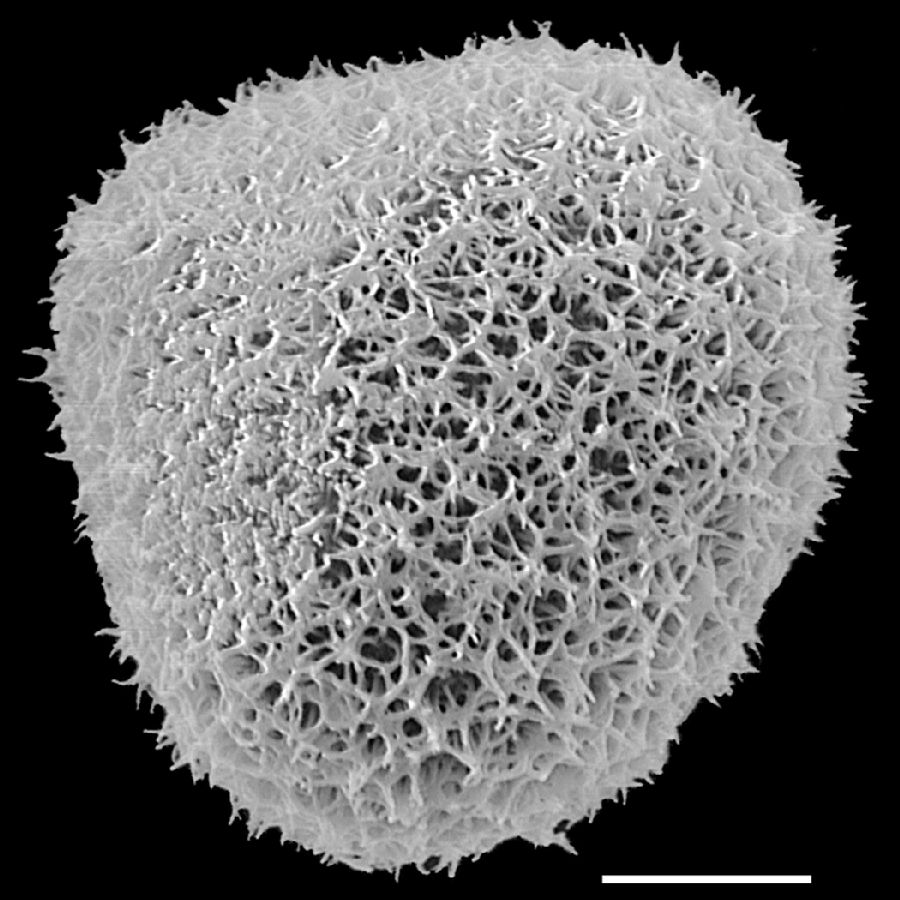 Pteridaceae Adiantopsis radiata