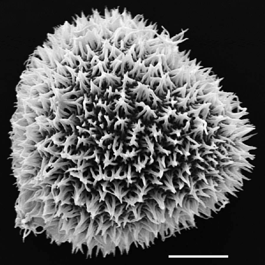 Pteridaceae Adiantopsis radiata