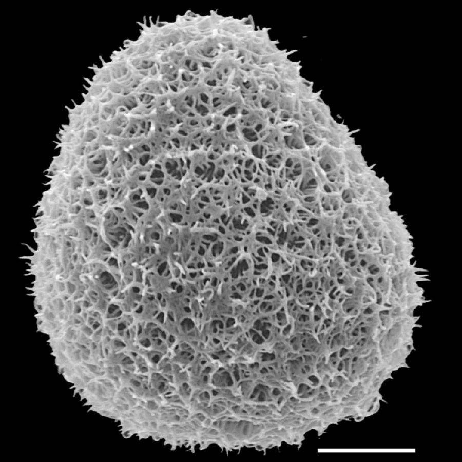 Pteridaceae Adiantopsis radiata