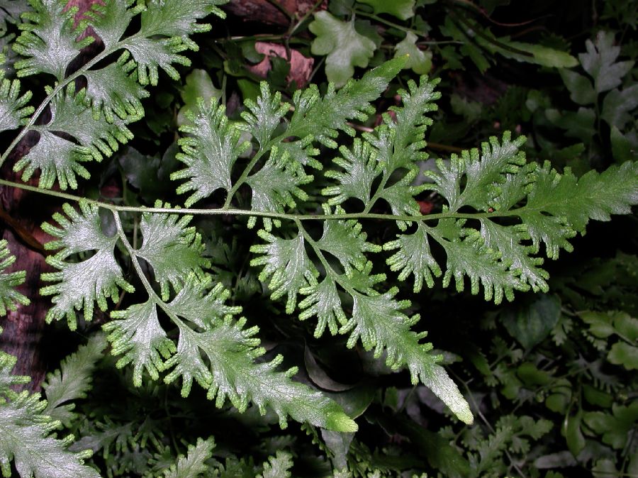 Lygodiaceae Lygodium japonicum