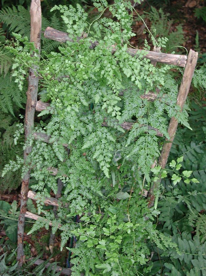 Lygodiaceae Lygodium japonicum