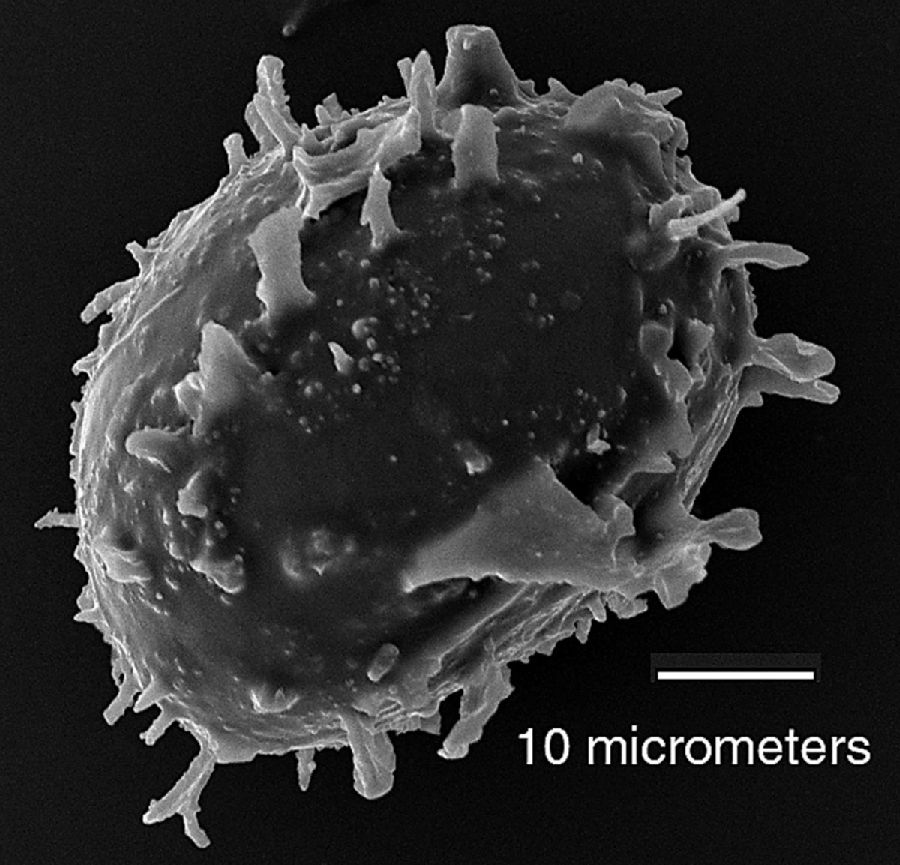 Lomariopsidaceae Lomariopsis nigropaleata