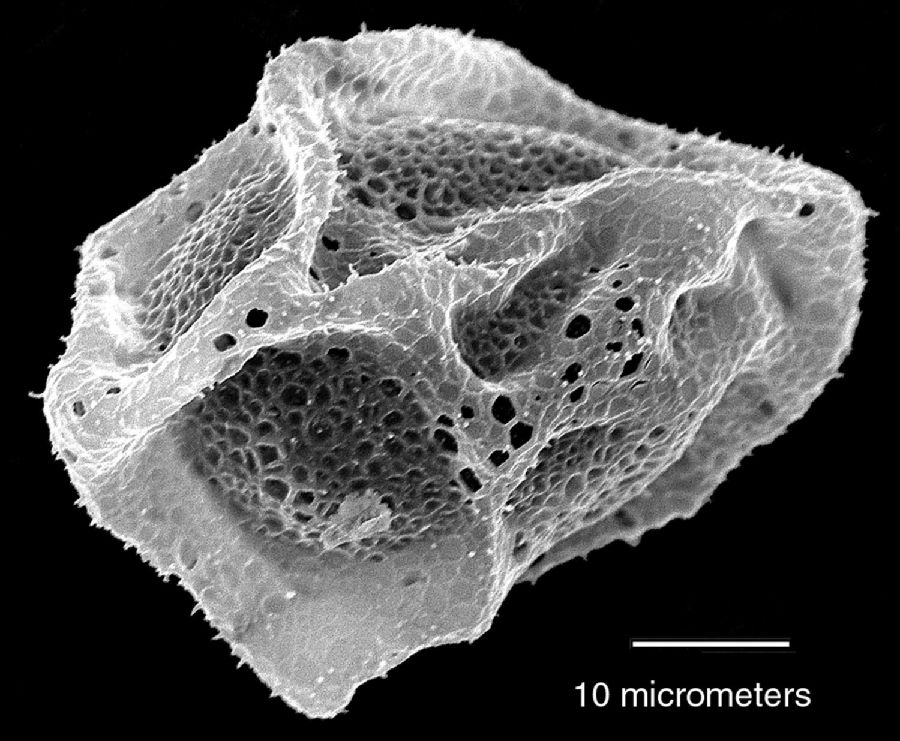 Lomariopsidaceae Lomariopsis rossii