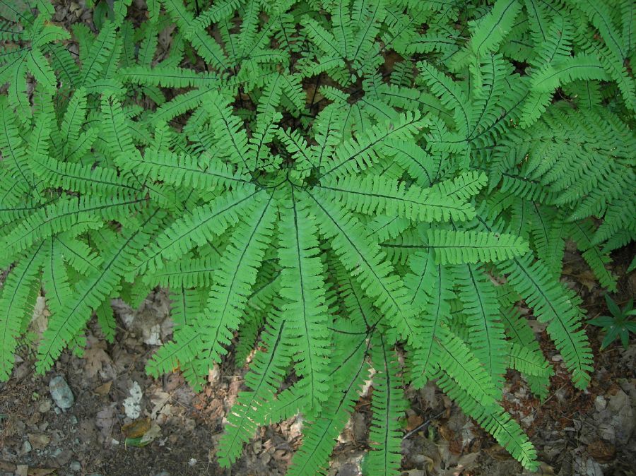 Pteridaceae Adiantum pedatum