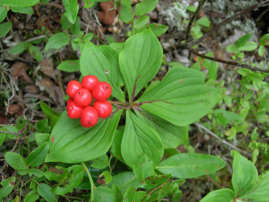 Cornaceae Cornus canadensis