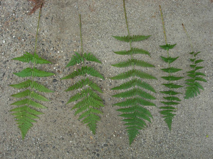 Dryopteridaceae Dryopteris 