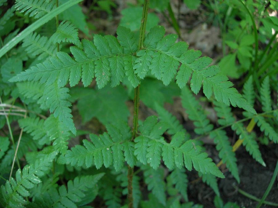 Dryopteridaceae Dryopteris boottii