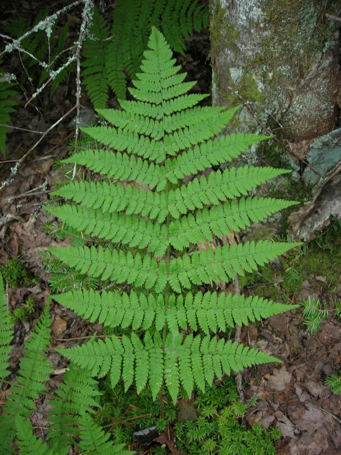 Dryopteridaceae Dryopteris campyloptera