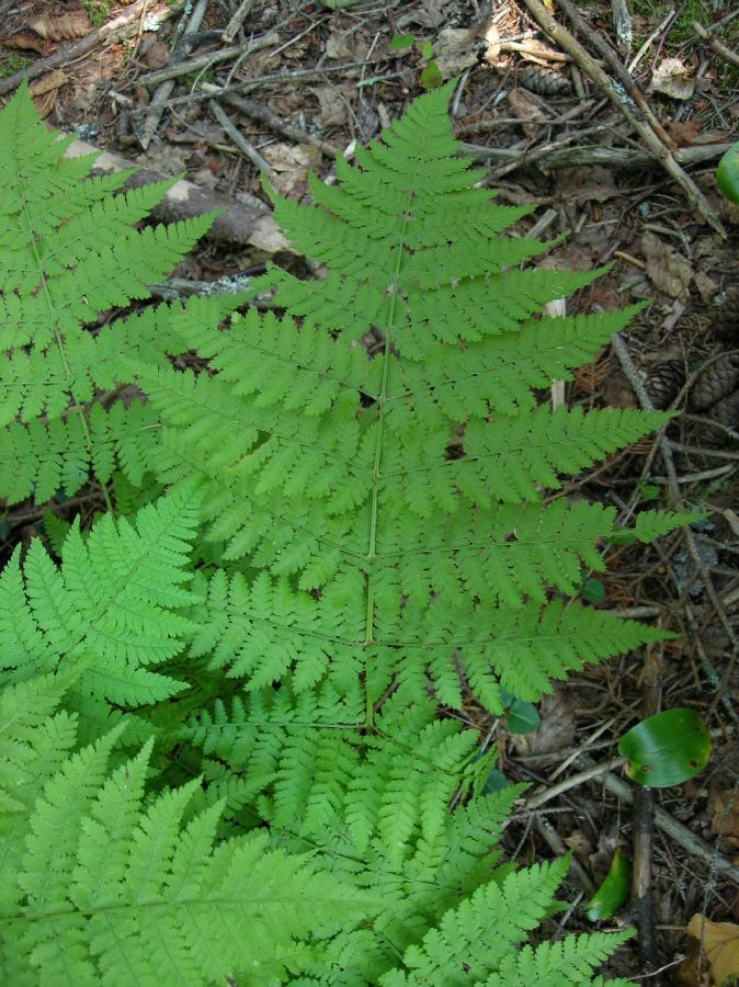 Dryopteridaceae Dryopteris campyloptera